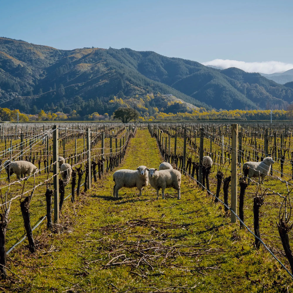 Balvonie Vineyard - Wine Marlborough NZ