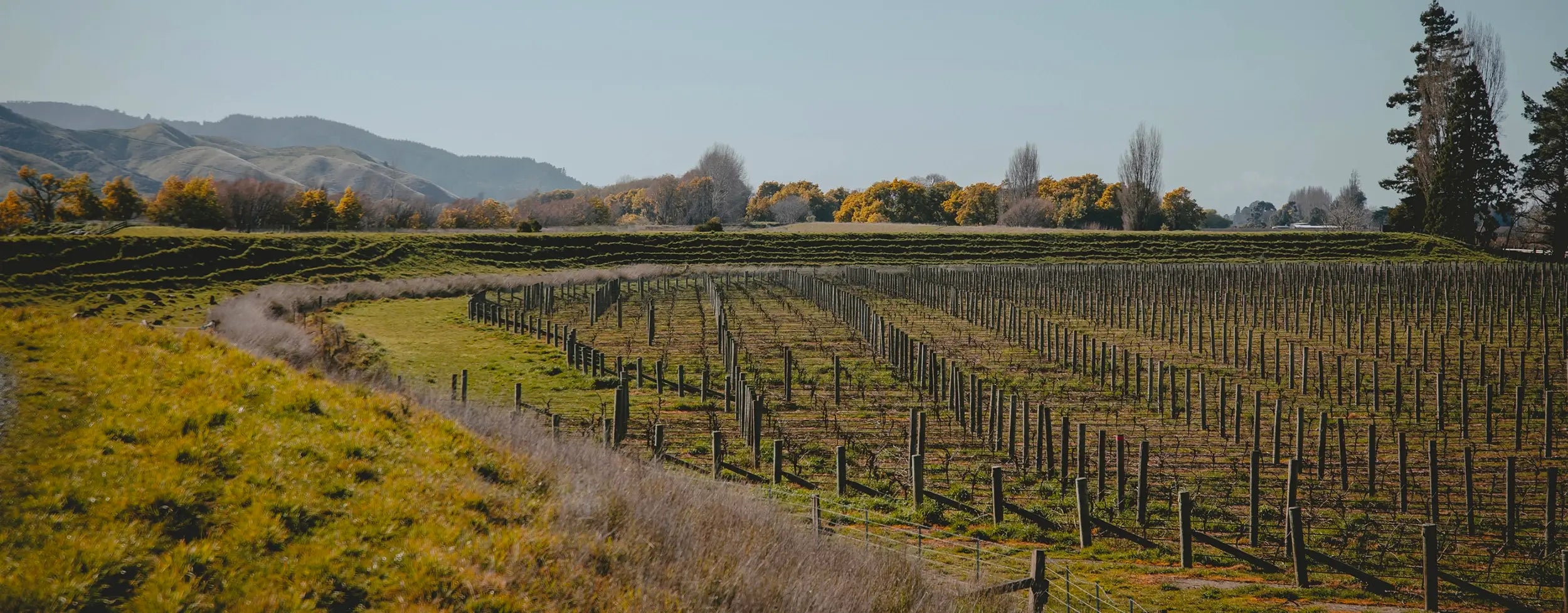 Balvonie Vineyard in Marlborough, NZ