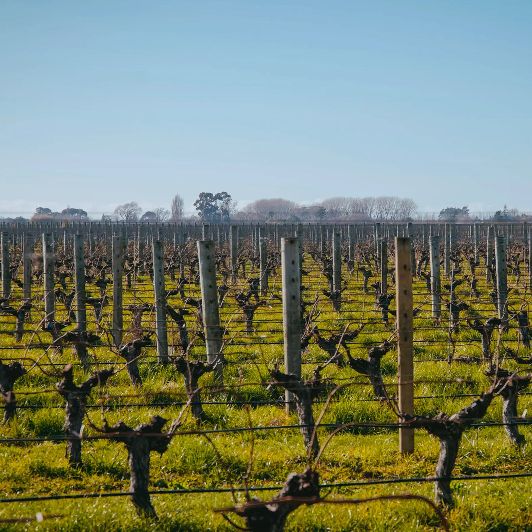 Balvonie Vineyards - producing Glera grapes for their  Balvonie Prosecco