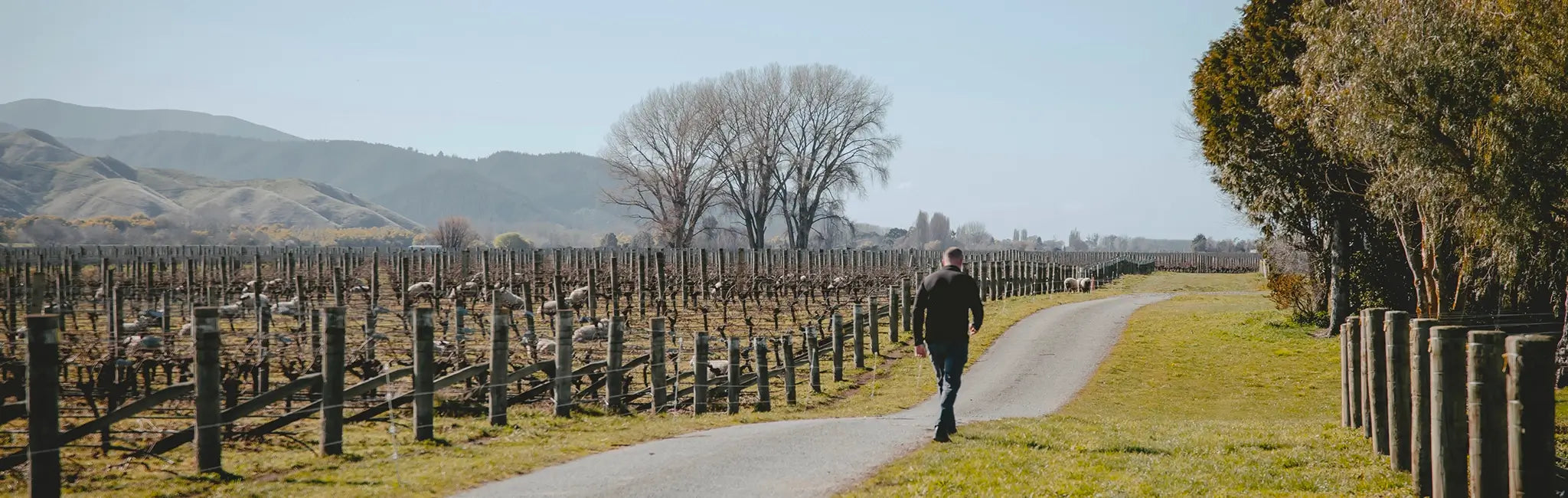 Balvonie Vineyard - Marlborough, NZ