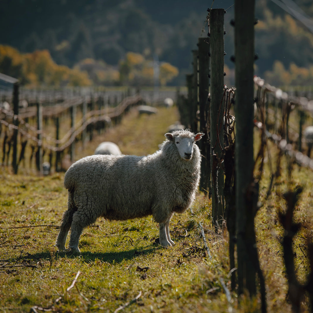 The McLauchlan Family Farm and Vineyard in Marlborough, NZ