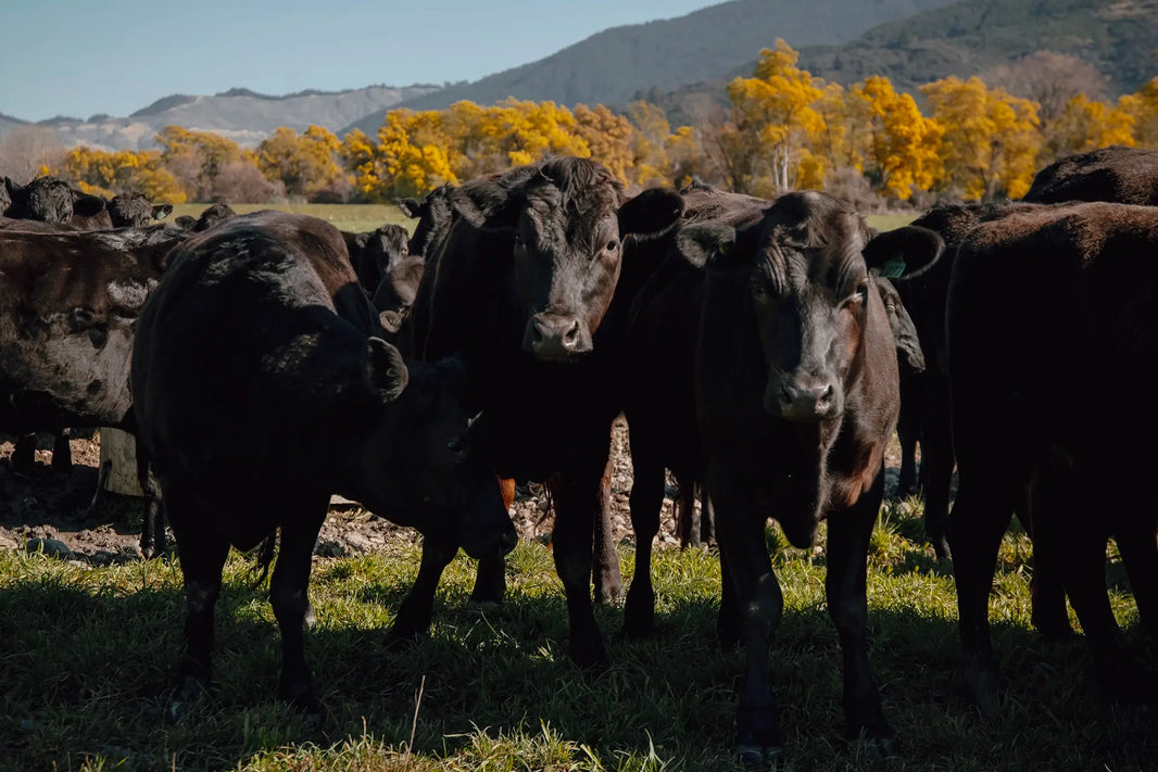 Balvonie - The McLauchlan family farm